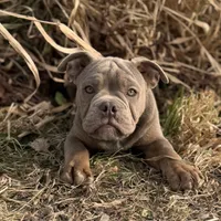 Dooley, a male Olde English Bulldogge for sale in Braham, MN – Photo 1 of 10