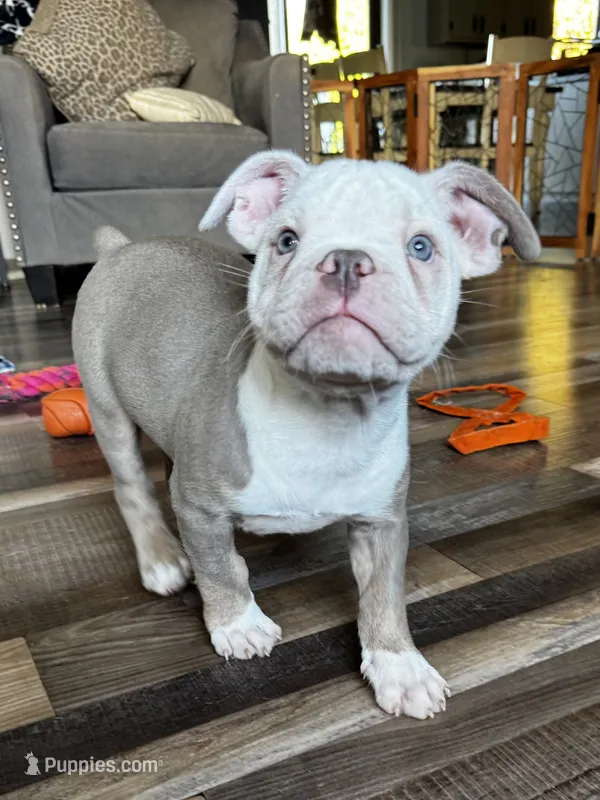 Morty – Olde English Bulldogge puppy for sale in Braham, MN