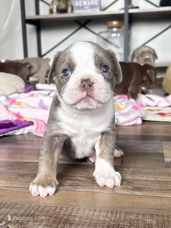 Gordy – Olde English Bulldogge puppy for sale in Braham, MN