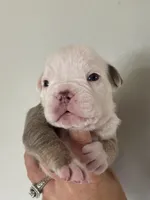 Morty, a male Olde English Bulldogge for sale in Braham, MN – 8 of 10
