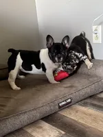 Eva, a female French Bulldog for sale in Braham, MN – 10 of 10