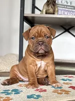 Lassie, a female Olde English Bulldogge for sale in Braham, MN – 6 of 8