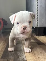 Morty, a male Olde English Bulldogge for sale in Braham, MN – 10 of 10