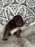 Milton , a male Olde English Bulldogge for sale in Braham, MN – 5 of 9
