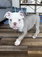 Morty, a male Olde English Bulldogge for sale in Braham, MN – 2 of 10