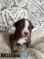Milton , a male Olde English Bulldogge for sale in Braham, MN – 4 of 9