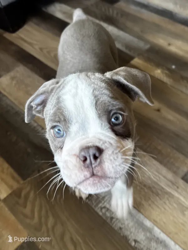 Gordy – Olde English Bulldogge puppy for sale in Braham, MN