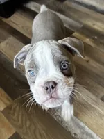 Gordy, a male Olde English Bulldogge for sale in Braham, MN – 1 of 10