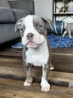 Gordy, a male Olde English Bulldogge for sale in Braham, MN – 2 of 10