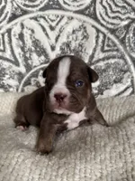 Milton , a male Olde English Bulldogge for sale in Braham, MN – 6 of 9