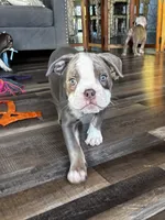 Gordy, a male Olde English Bulldogge for sale in Braham, MN – 5 of 10