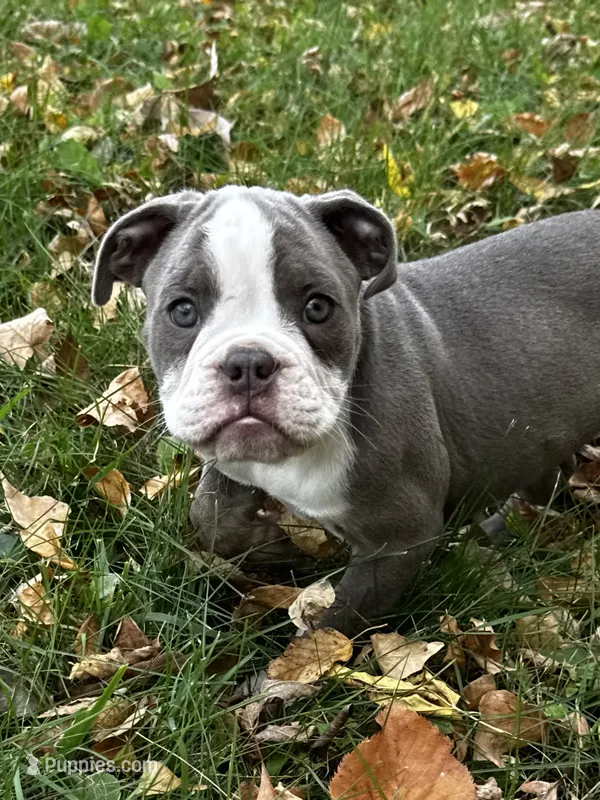 Gordy – Olde English Bulldogge puppy for sale in Braham, MN