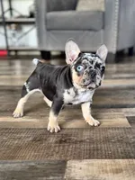 Gypsy, a female French Bulldog for sale in Braham, MN – 3 of 10