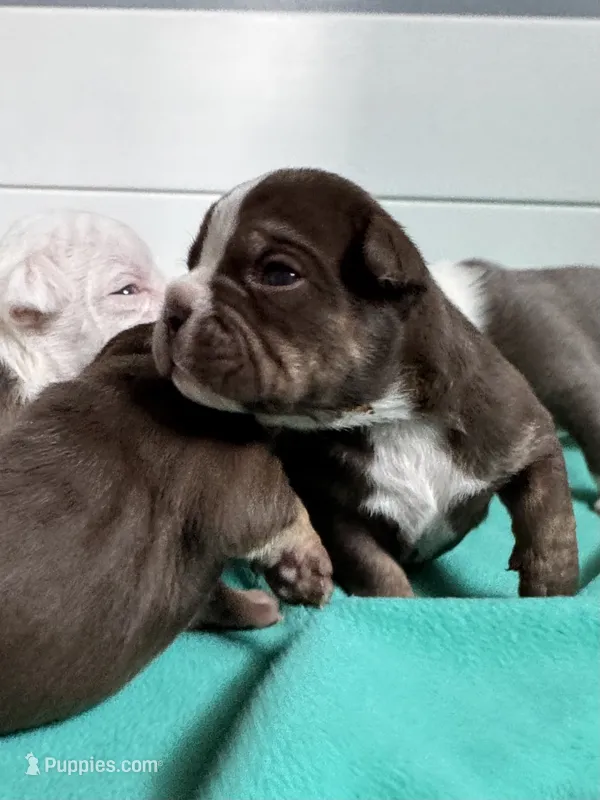 Milton  – Olde English Bulldogge puppy for sale in Braham, MN