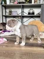 Gordy, a male Olde English Bulldogge for sale in Braham, MN – 9 of 10