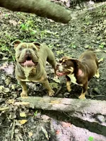Gordy, a male Olde English Bulldogge for sale in Braham, MN – 8 of 8
