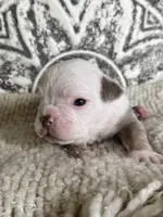 Morty, a male Olde English Bulldogge for sale in Braham, MN – 3 of 10