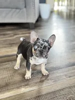 Gypsy, a female French Bulldog for sale in Braham, MN – 6 of 10