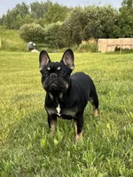 Chubbs, a male French Bulldog for sale in Braham, MN – Photo 3 of 4