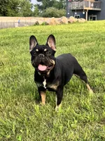 Chubbs, a male French Bulldog for sale in Braham, MN – Photo 1 of 4