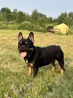 Chubbs, a male French Bulldog for sale in Braham, MN – Photo 4 of 4