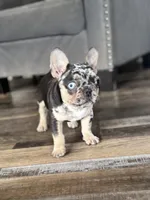 Gypsy, a female French Bulldog for sale in Braham, MN – 10 of 10