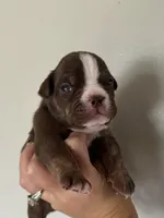 Milton , a male Olde English Bulldogge for sale in Braham, MN – 3 of 9