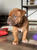 Lassie, a female Olde English Bulldogge for sale in Braham, MN – 3 of 8