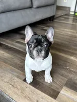 Eva, a female French Bulldog for sale in Braham, MN – 8 of 10