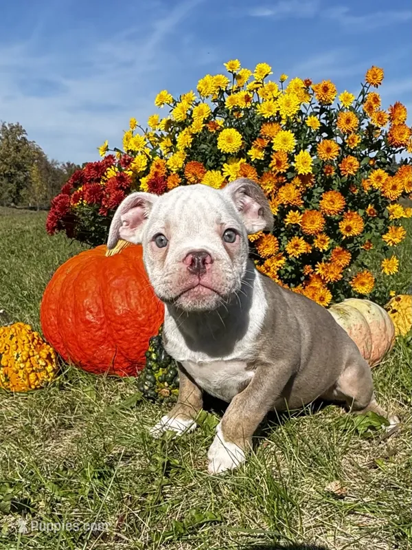 Morty – Olde English Bulldogge puppy for sale in Braham, MN