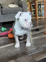 Morty, a male Olde English Bulldogge for sale in Braham, MN – 5 of 10