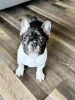 Eva, a female French Bulldog for sale in Braham, MN – 4 of 10