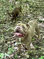 Morty, a male Olde English Bulldogge for sale in Braham, MN – 10 of 10