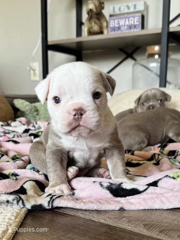 Morty – Olde English Bulldogge puppy for sale in Braham, MN