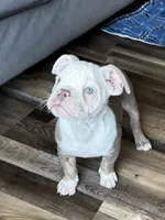 Morty, a male Olde English Bulldogge for sale in Braham, MN – 3 of 10