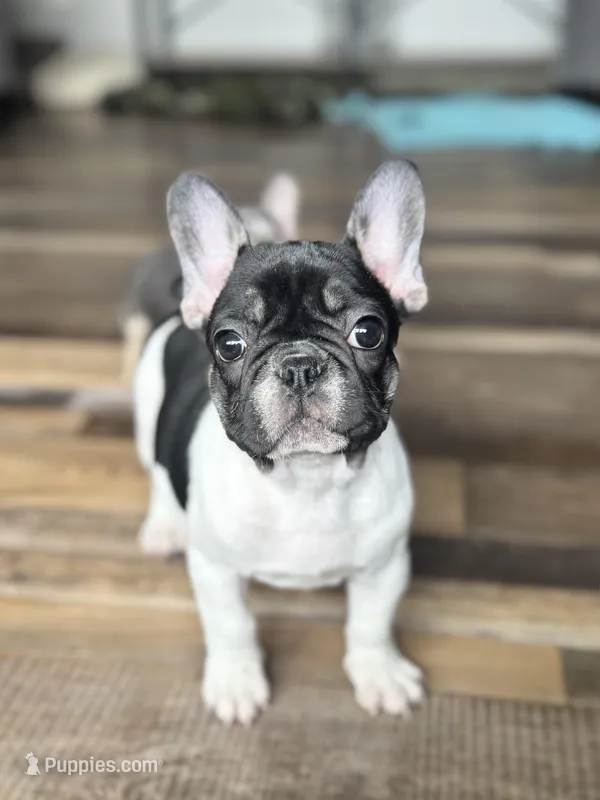 Eva – French Bulldog puppy for sale in Braham, MN