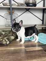 Eva, a female French Bulldog for sale in Braham, MN – 5 of 6