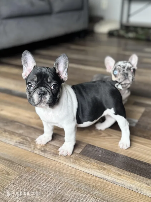 Eva – French Bulldog puppy for sale in Braham, MN