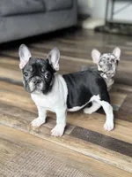 Eva, a female French Bulldog for sale in Braham, MN – 1 of 6