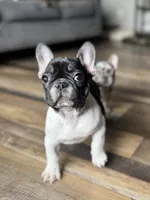 Eva, a female French Bulldog for sale in Braham, MN – 6 of 6