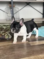Eva, a female French Bulldog for sale in Braham, MN – 4 of 6