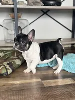 Eva, a female French Bulldog for sale in Braham, MN – 3 of 6