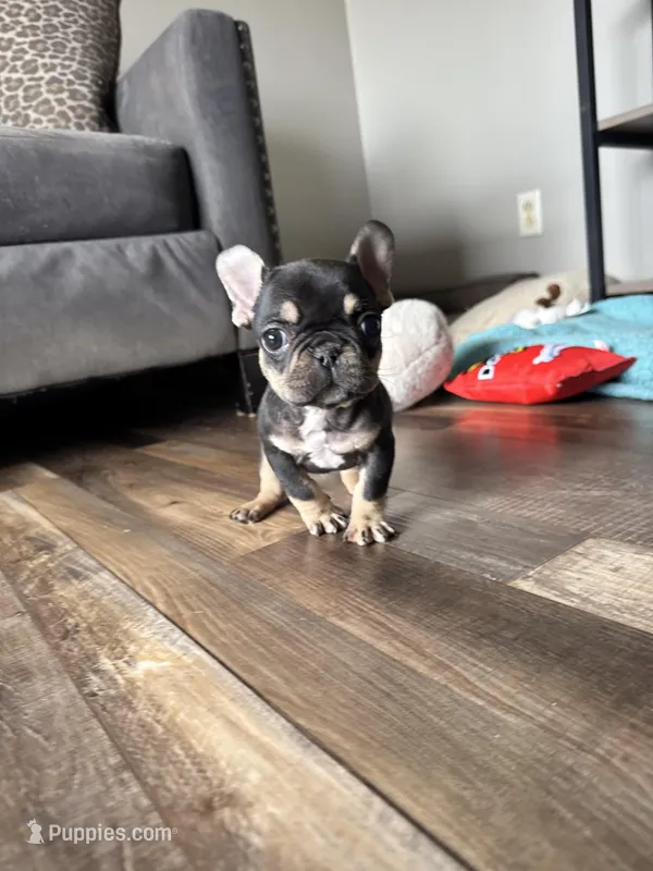 Kili – French Bulldog puppy for sale in Braham, MN