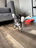 Kili, a male French Bulldog for sale in Braham, MN – 1 of 10