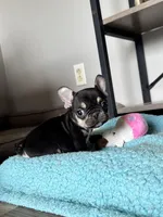 Kili, a male French Bulldog for sale in Braham, MN – 6 of 10