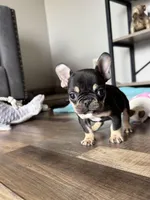 Kili, a male French Bulldog for sale in Braham, MN – 8 of 10