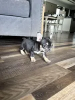 Kili, a male French Bulldog for sale in Braham, MN – 10 of 10