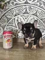 Kili, a male French Bulldog for sale in Braham, MN – 9 of 10