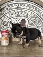Kili, a male French Bulldog for sale in Braham, MN – 5 of 10