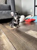 Kili, a male French Bulldog for sale in Braham, MN – 3 of 10